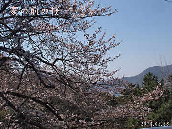 143285640桜ｱﾝｼｬｰﾌﾟ1.jpg