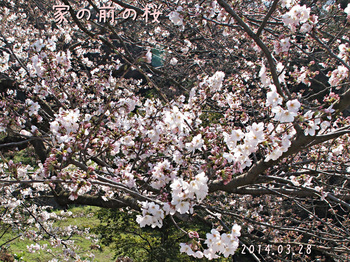 143285663桜ｱﾝｼｬｰﾌﾟ2.jpg