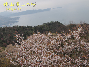 20140412_31頂上の桜縮.jpg