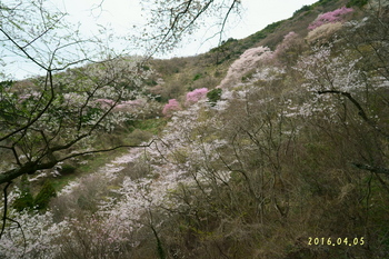 DSC02609_0405山肌の桜.JPG