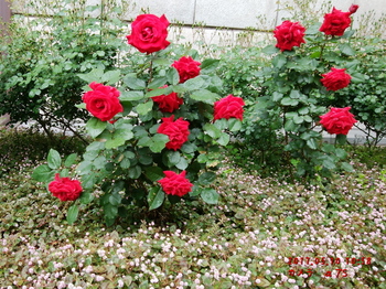 DSC_0228赤バラ.jpg