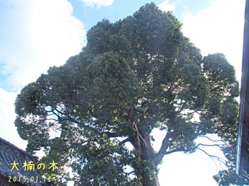P1129287大楠の木.jpg