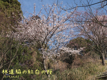 P4035735林道脇の紅白の桜縮.jpg