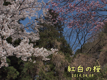 P4096040ﾄﾘ紅白の桜2縮.jpg