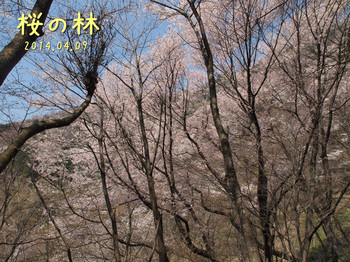 P4096084桜の林縮.jpg